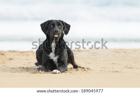 Black and white cross breed dog playing at the beach