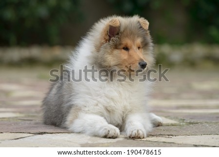 Pure breed male rough collie puppy