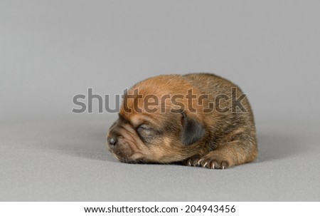 Cute new born pure breed teckel puppy in a gray background