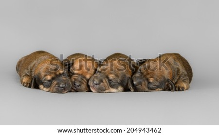 A litter with four new born pure breed teckel puppies in a grey background
