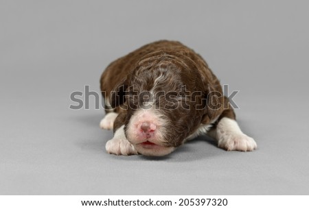Pure breed Spanish Water dog new born puppy poses in a gray background