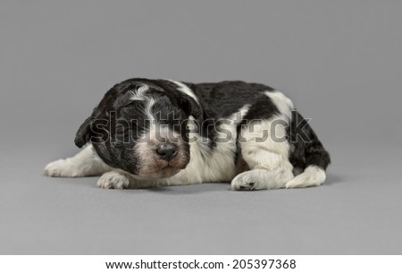 Pure breed Spanish Water dog new born puppy poses in a gray background
