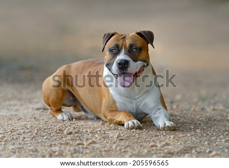 Young adult male American Staffordshire Terrier dog outdoors in a park
