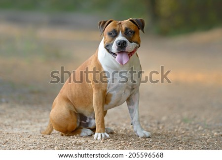 Young adult male American Staffordshire Terrier dog outdoors in a park