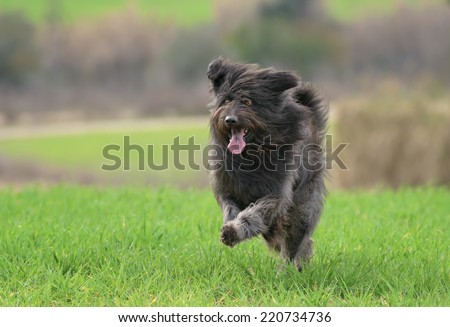 Black male Catalan Shepherd dog outdoors in a field with grass