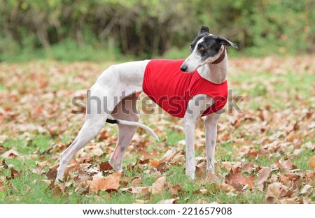 Spanish Greyhound dog poses outdoors in an autumn scenery with a collar and a red vest