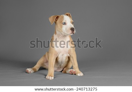 Studio photo of a female pitbull puppy with blue eyes at a grey background