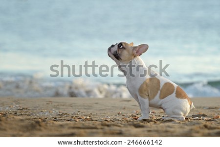 Female french bulldog puppy playing at the beach