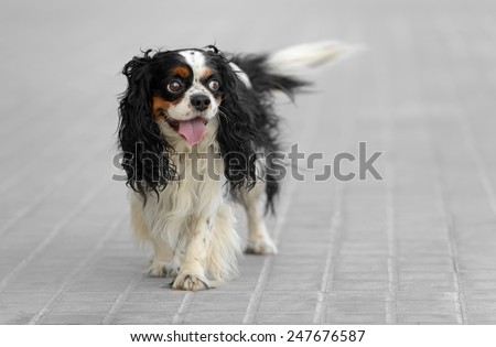 Male cavalier king charles spaniel dog outdoors