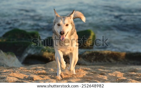 Beautiful young husky cross male dog at the beach