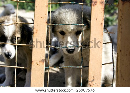 Two puppies look through the bars of a cage