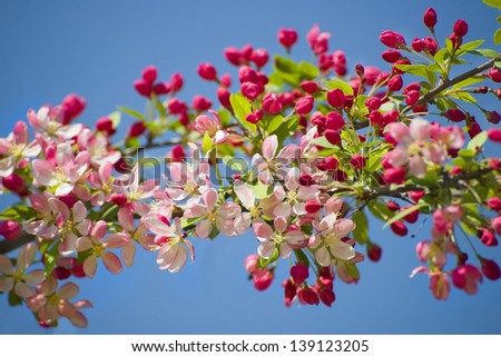 Apple blossoms at a single apple tree branch on a sunny day against blue sky