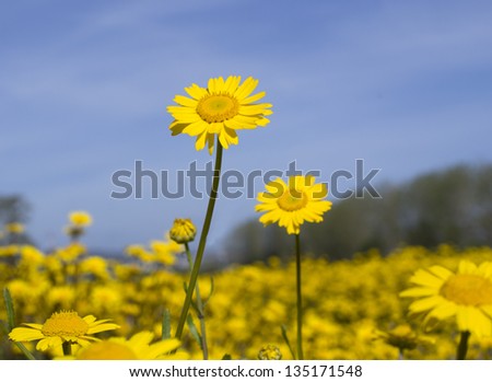 A field of wildflowers.