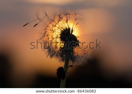 Dandelion fused with sunset so it looks like a lit bulb.  When the light of God is shining through you... even when you think you are as common as a dandelion... you still become perfectly beautiful.