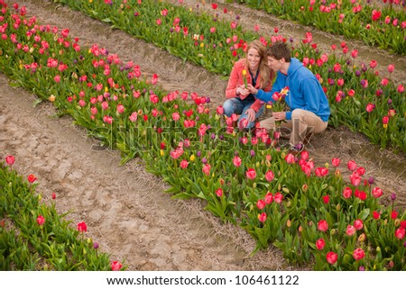 Couple Dutch tourists are plucking tulips in the flower fields