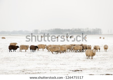 Flock white and black sheep in the snow