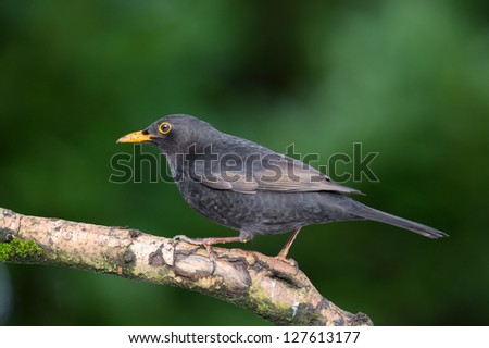 Common blackbird on birch tree