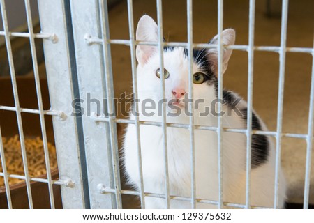 black and white cat in animal shelter
