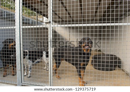 Dogs in outdoor cage
