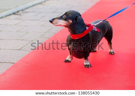Dachshund outdoor at red carpet