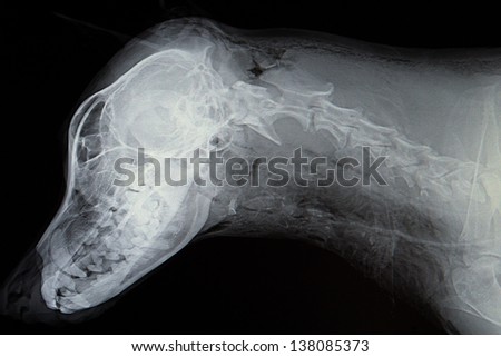 X-ray from dog in negative