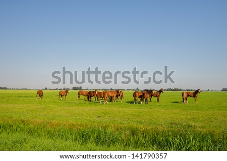 Large group of brown horses in the green fields