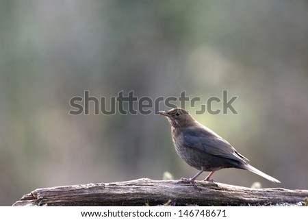 female common blackbird in nature