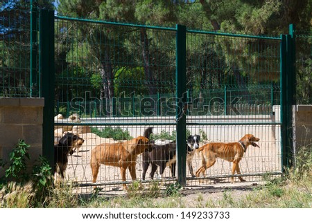 Dogs behind a closed fence in Spanish shelter
