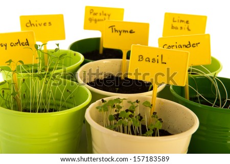 sowed herbs with young plants isolated over white background