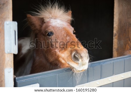 Little pony looking outside over the stable door