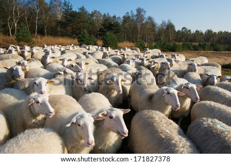 Sheep herd on heather land in Ede Holland