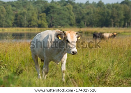 Piedmontese cattle cows drinking in nature lake