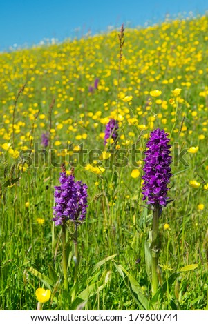 Purple wild orchid on Dutch wadden island Texel