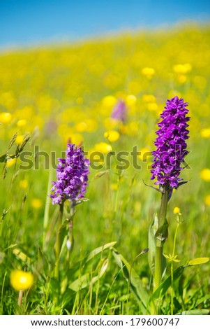 Purple wild orchid on Dutch wadden island Texel