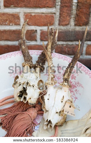 Vintage skulls in antique shop