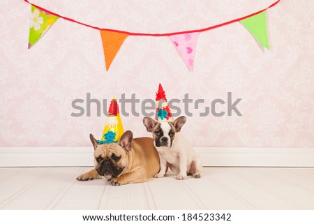 Two French bulldogs are having birthday in room with vintage wallpaper