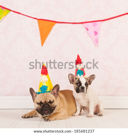 Two French bulldogs are having birthday in room with vintage wallpaper