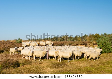 Sheep herd with white animals
