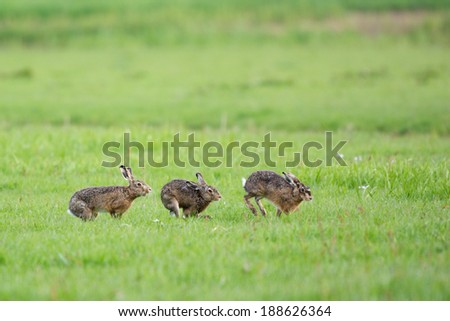 Running European hares in spring season in the meadows