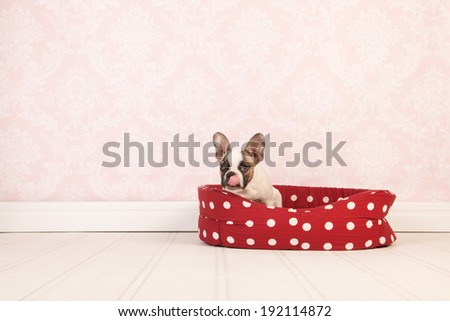 Little French bulldog puppy with it\'s tongue out in red basket in room with vintage wallpaper