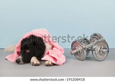 Dog with towel and dumbbells at the health club