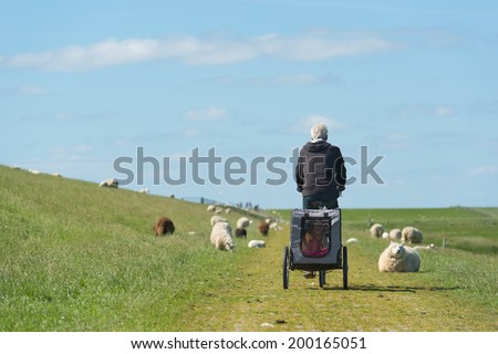 Dutch dike with sheep and man with dog car and bike at the wadden island Terschelling