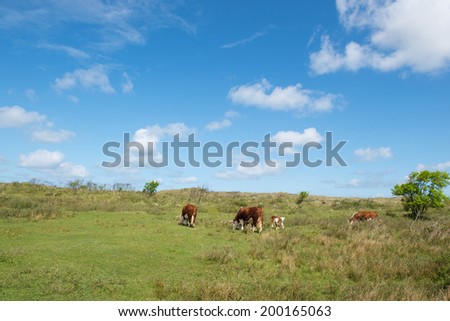 Grazing Hereford cows on Dutch wadden island Terschelling