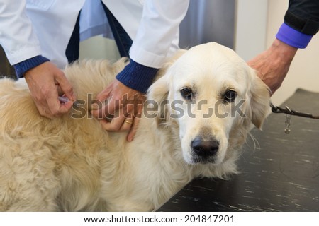 Golden retriever is getting vaccination by the veterinarian