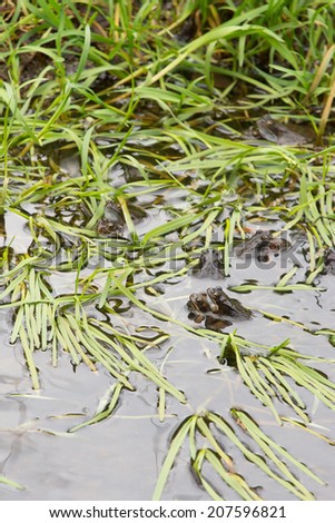 Common frogs mating in water with lots of spawn