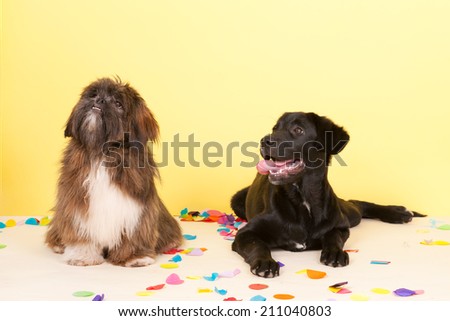 Cross breed dog is laying in front of yellow wall with confetti