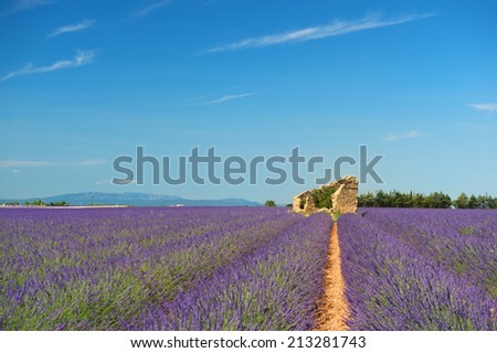 Old broken house in French lavender field