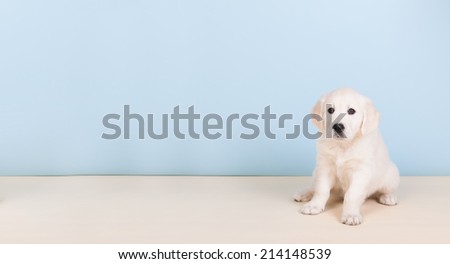Puppy Golden Retriever on blue background