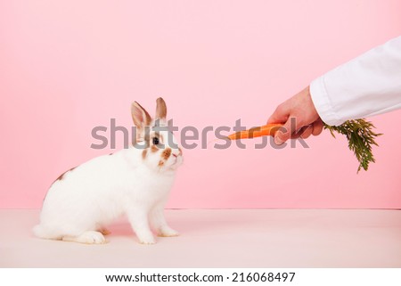 Rabbit getting carrot from vet