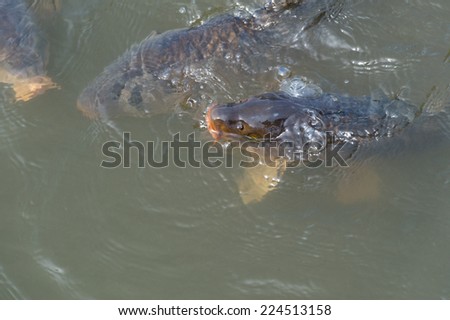 Common carps swimming in water